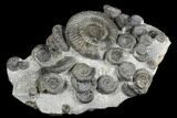 Fossil Ammonite (Dactylioceras) Cluster - Sandsend, England #176299-2